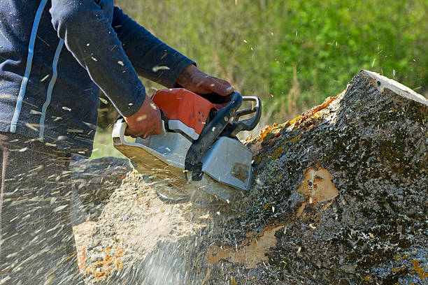 Best Tree Pruning Services  in Bloomingdale, NJ